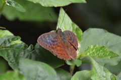Bebearia tentyris