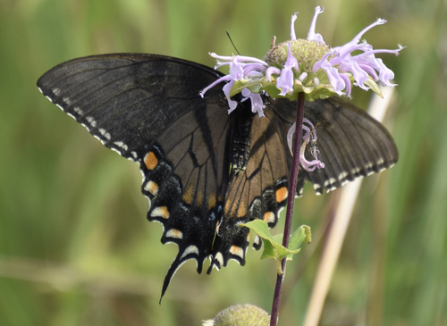 photo of Eastern Tiger Swallowtail (Papilio glaucus)