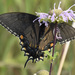 photo of Eastern Tiger Swallowtail (Papilio glaucus)