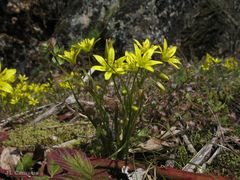 Gagea nevadensis