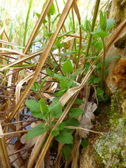 Mentha × piperita