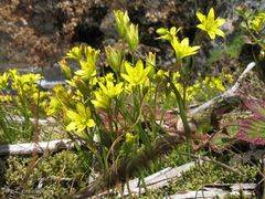 Gagea nevadensis