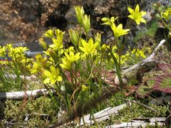 Gagea nevadensis