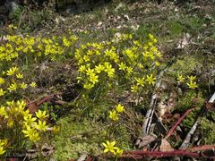 Gagea nevadensis