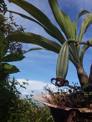 Catasetum integerrimum