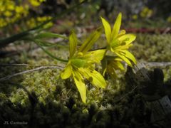 Gagea nevadensis