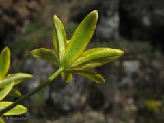 Gagea nevadensis