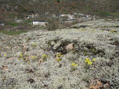 Gagea nevadensis