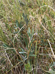 Kalmia polifolia