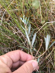 Kalmia polifolia