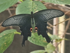 Papilio macilentus