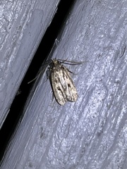 Martyringa latipennis