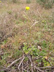 Ranunculus ollissiponensis