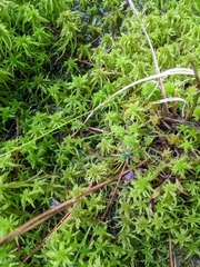 Sphagnum recurvum