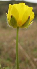 Ranunculus ollissiponensis