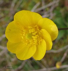 Ranunculus ollissiponensis