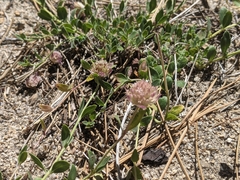 Monardella australis