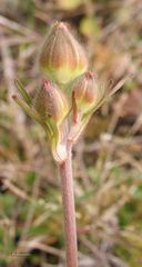 Ranunculus ollissiponensis