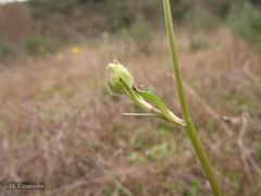Ranunculus ollissiponensis