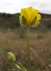 Ranunculus ollissiponensis