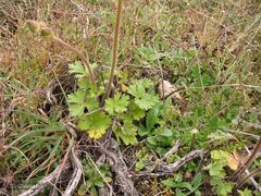 Ranunculus ollissiponensis