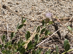 Monardella australis