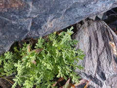 Chrysanthemum sinuatum