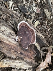 Nigroporus