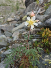 Farinopsis salesoviana