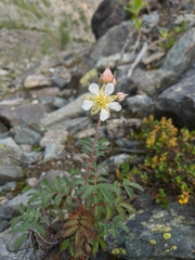 Farinopsis salesoviana