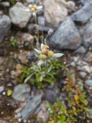 Leontopodium ochroleucum