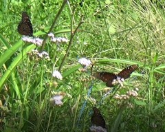 Danaus gilippus