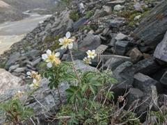 Farinopsis salesoviana