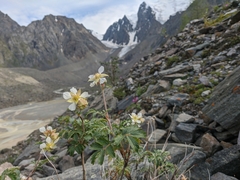 Farinopsis salesoviana