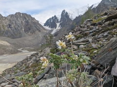 Farinopsis salesoviana