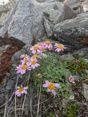 Chrysanthemum sinuatum