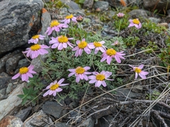 Chrysanthemum sinuatum