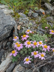 Chrysanthemum sinuatum