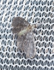 Nallachius americanus