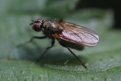 Hydrophoria lancifer