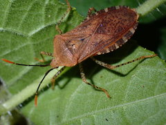 Anasa repetita