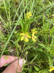 Lysimachia lanceolata