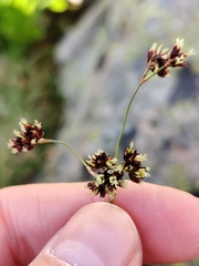 Luzula alpinopilosa