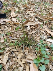 Luzula multiflora multiflora