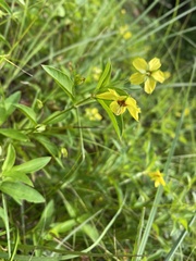 Lysimachia lanceolata