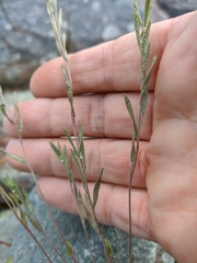 Draba lanceolata
