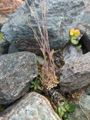 Draba lanceolata