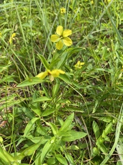 Lysimachia lanceolata