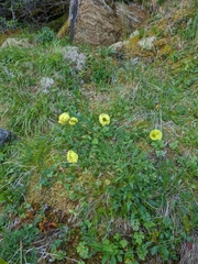 Papaver pseudocanescens