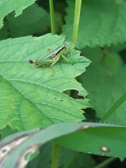 Odontopodisma decipiens